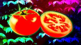 Pomodoro Tekniği Nedir? Daha Verimli Çalışmanın Yolu